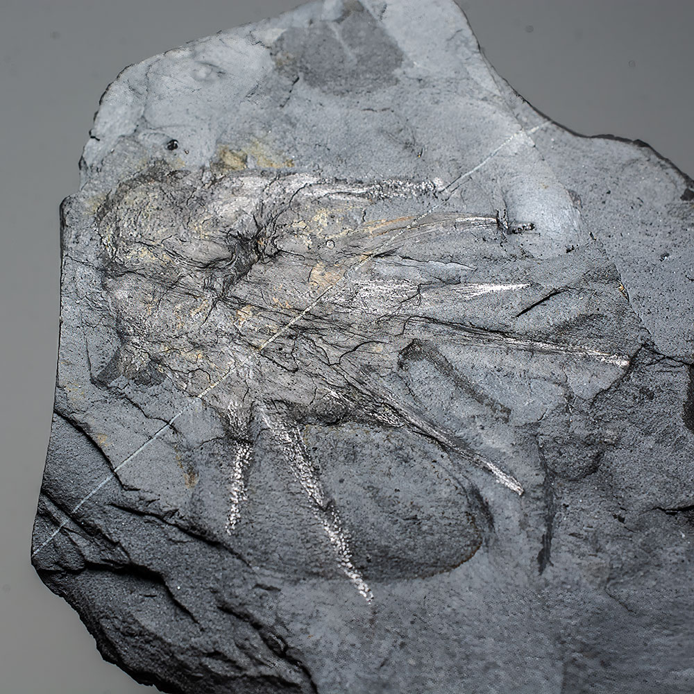 Signature Burgess Shale animal - Wiwaxia - Image 7