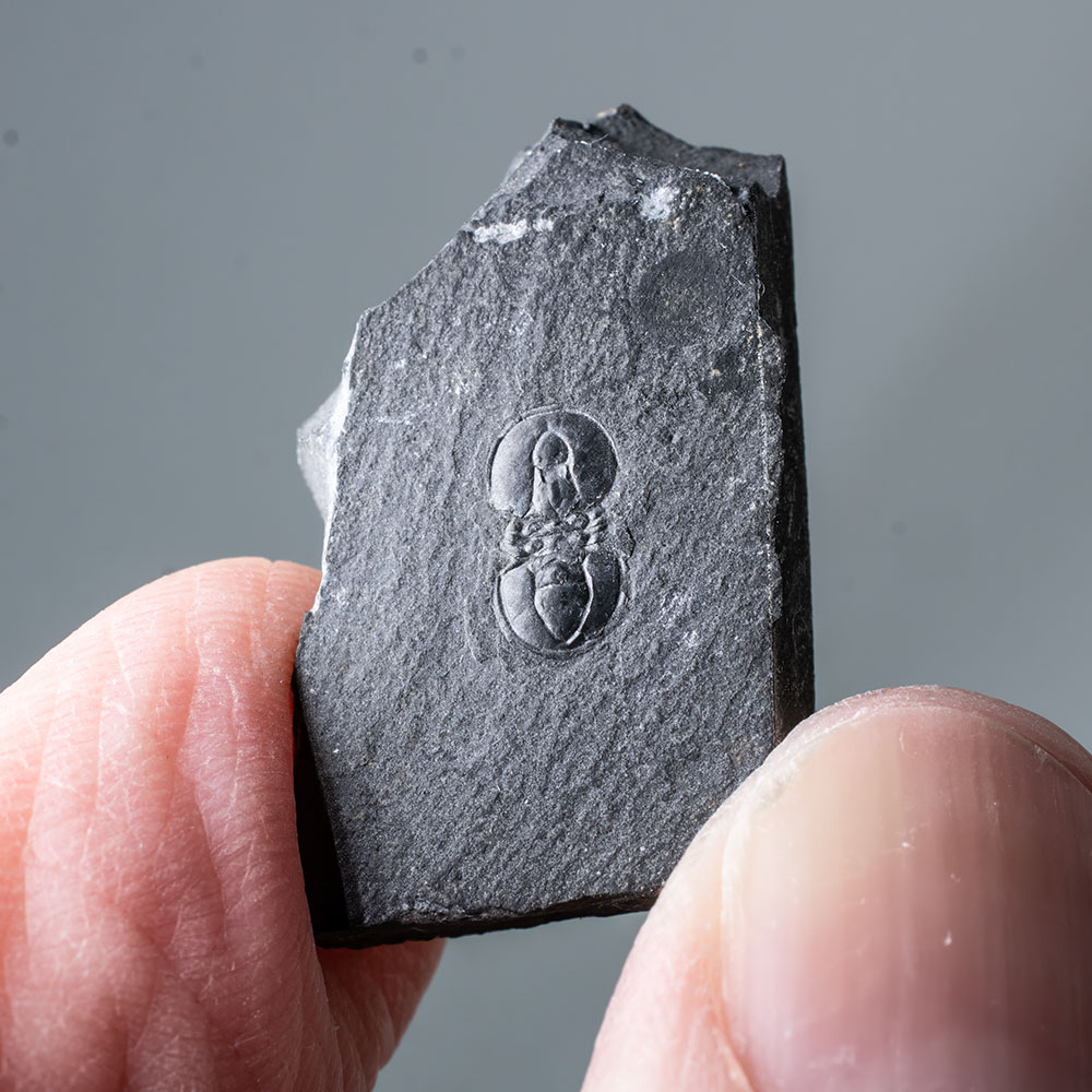 Iconic Burgess Shale Trilobite - Ptychagnostus
