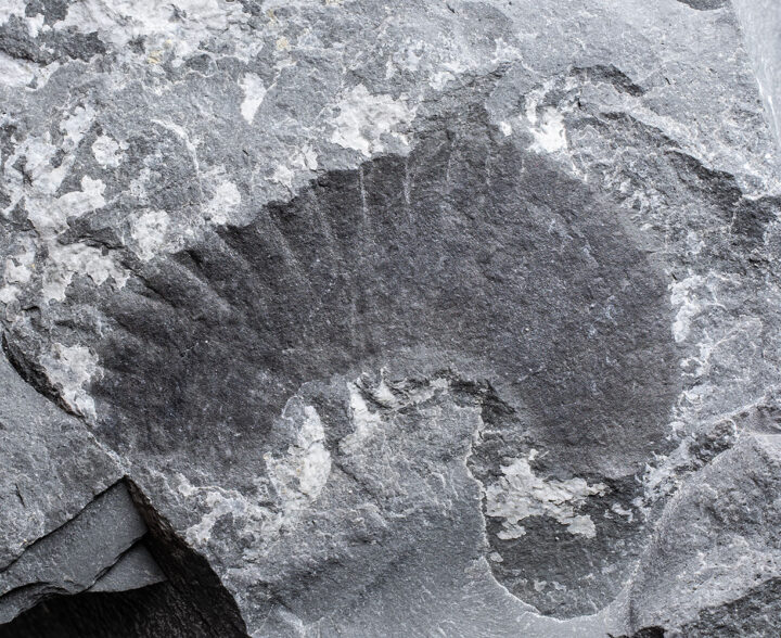 Rare Cambrian Arthropod - Pseudoiulia