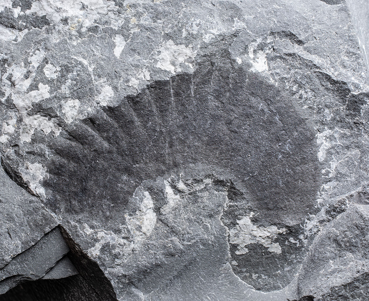 Rare Cambrian Arthropod - Pseudoiulia