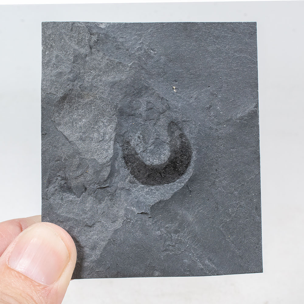 Burgess Shale animal from the USA - Ottoia - Image 2