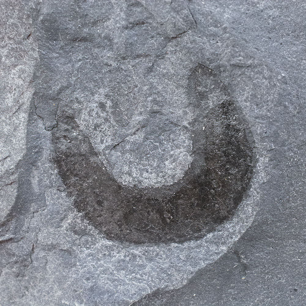 Burgess Shale animal from the USA - Ottoia