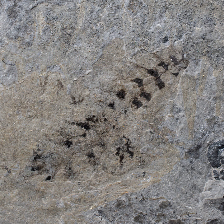 New to science! Utah Cambrian lobopodian