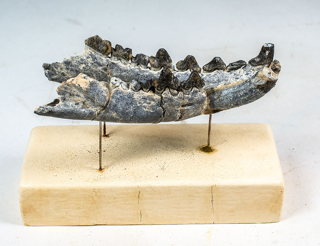 Early Predator - Oxyaena - Image 4