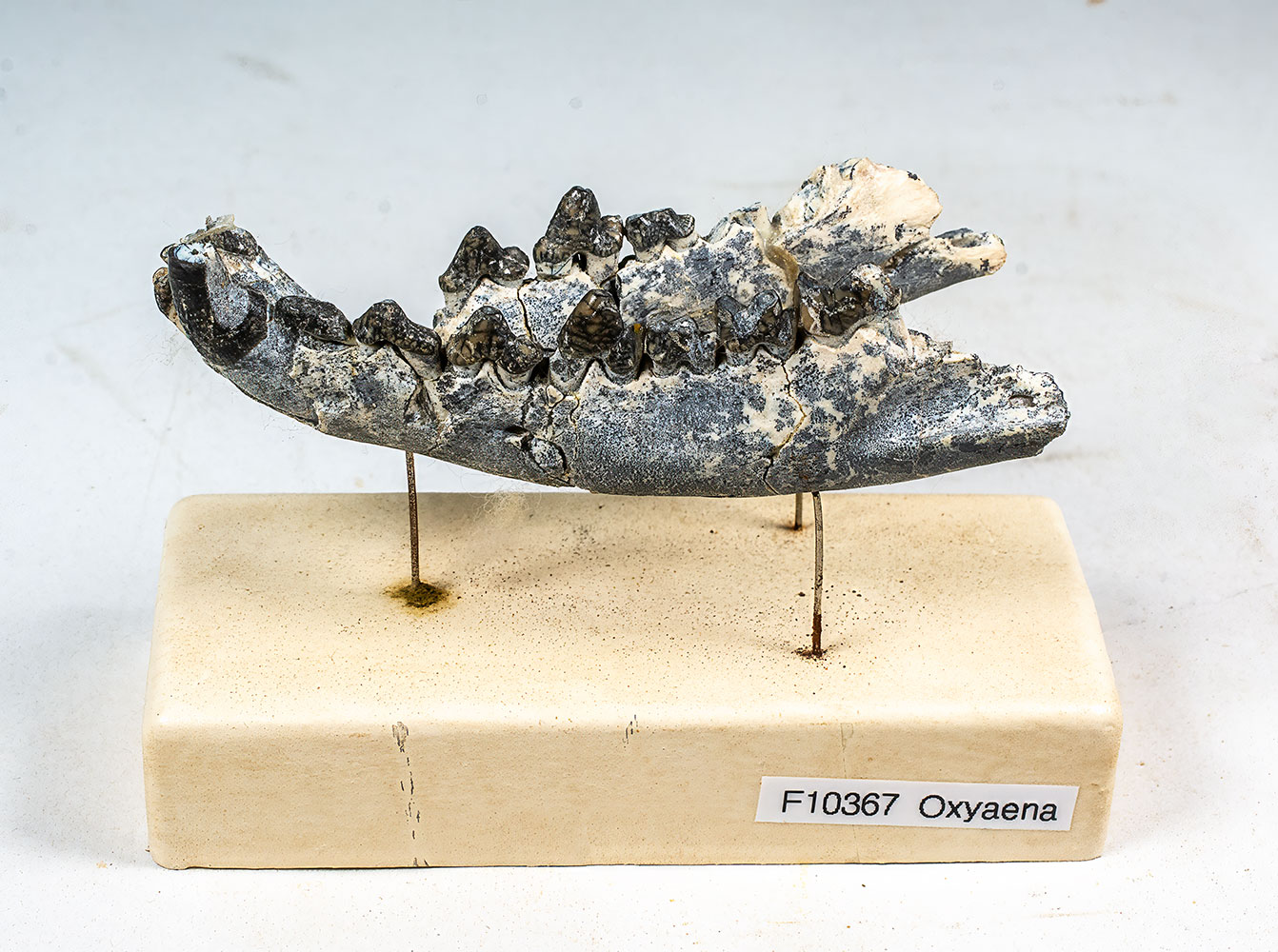Early Predator - Oxyaena - Image 3