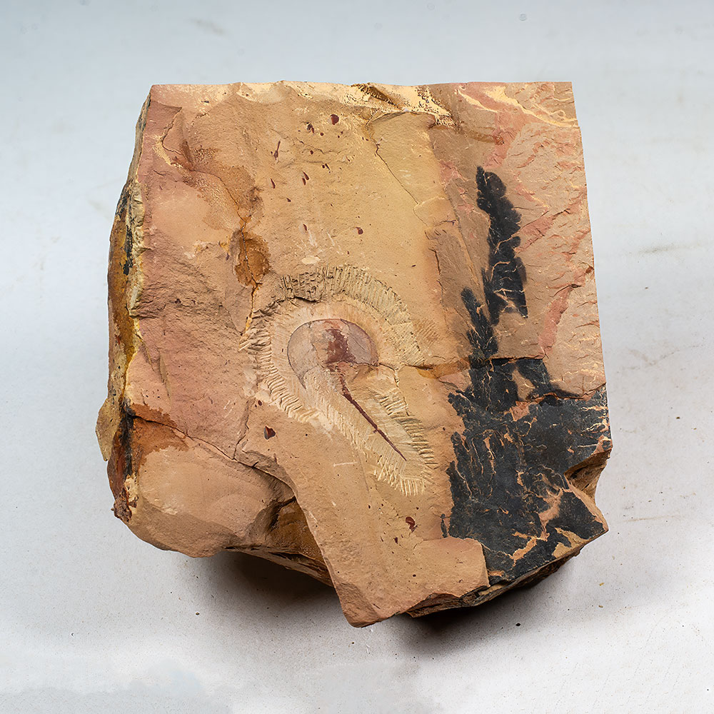Devonian Horseshoe Crab - Houia - Image 3