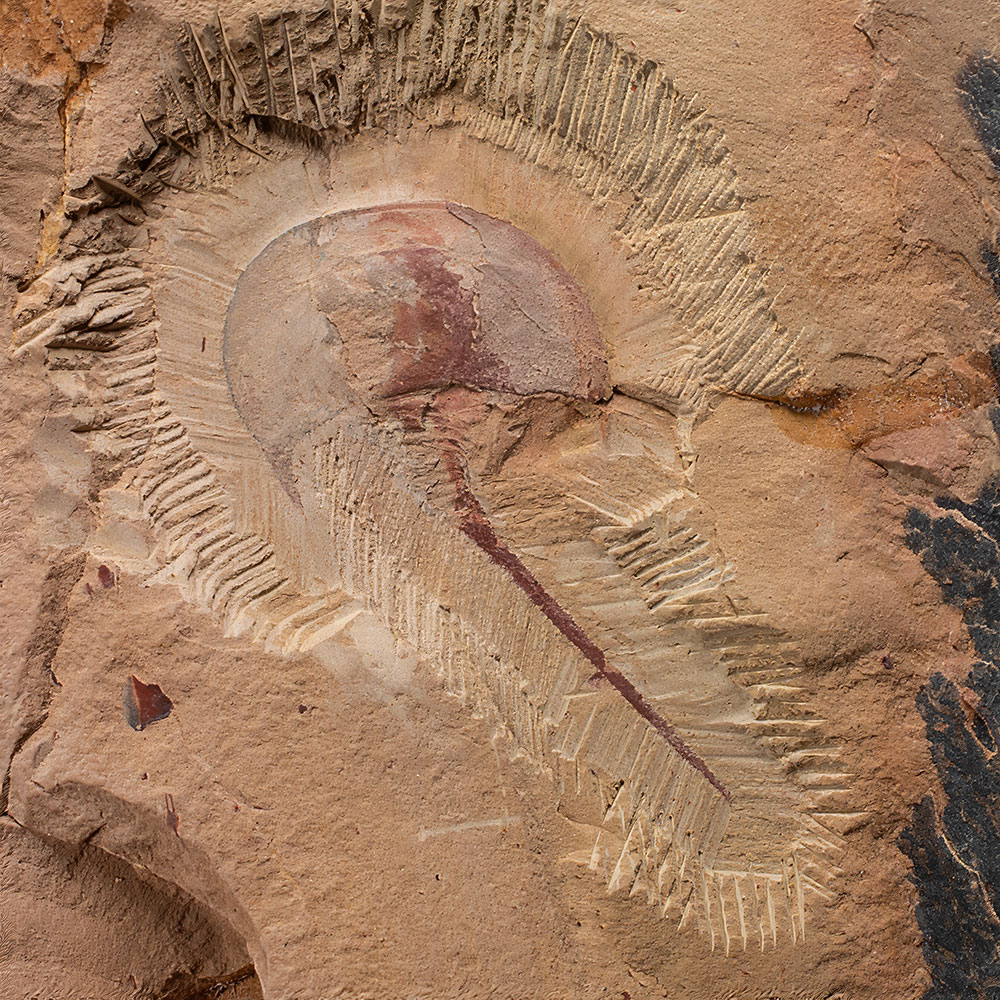 Devonian Horseshoe Crab - Houia - Image 2