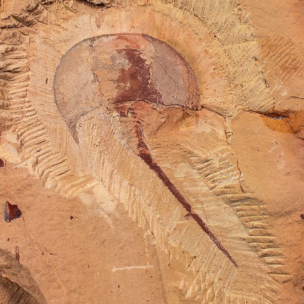 Devonian Horseshoe Crab - Houia