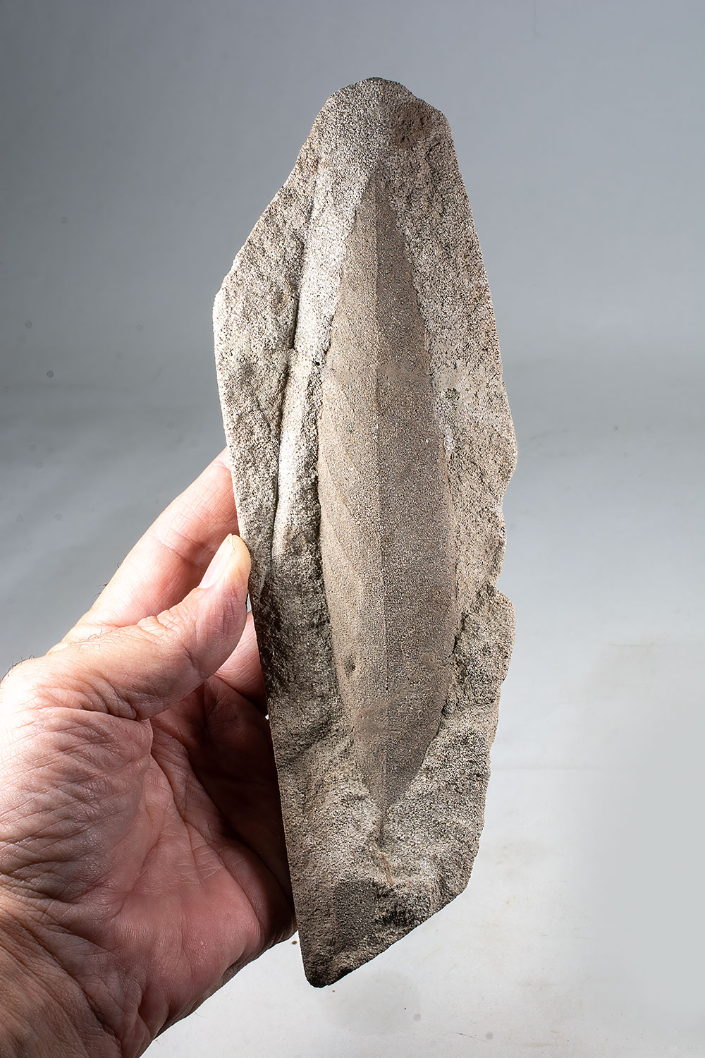 Cretaceous Angiosperm Leaf - Dryophyllum