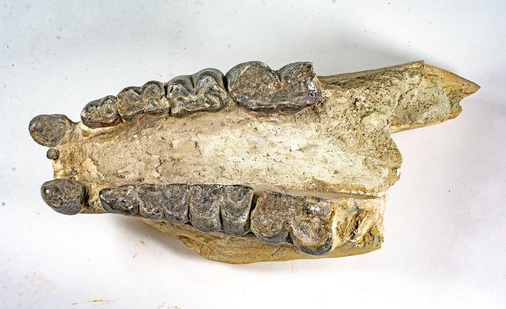 Big Oligocene Rhino - Hyracodon - Image 2