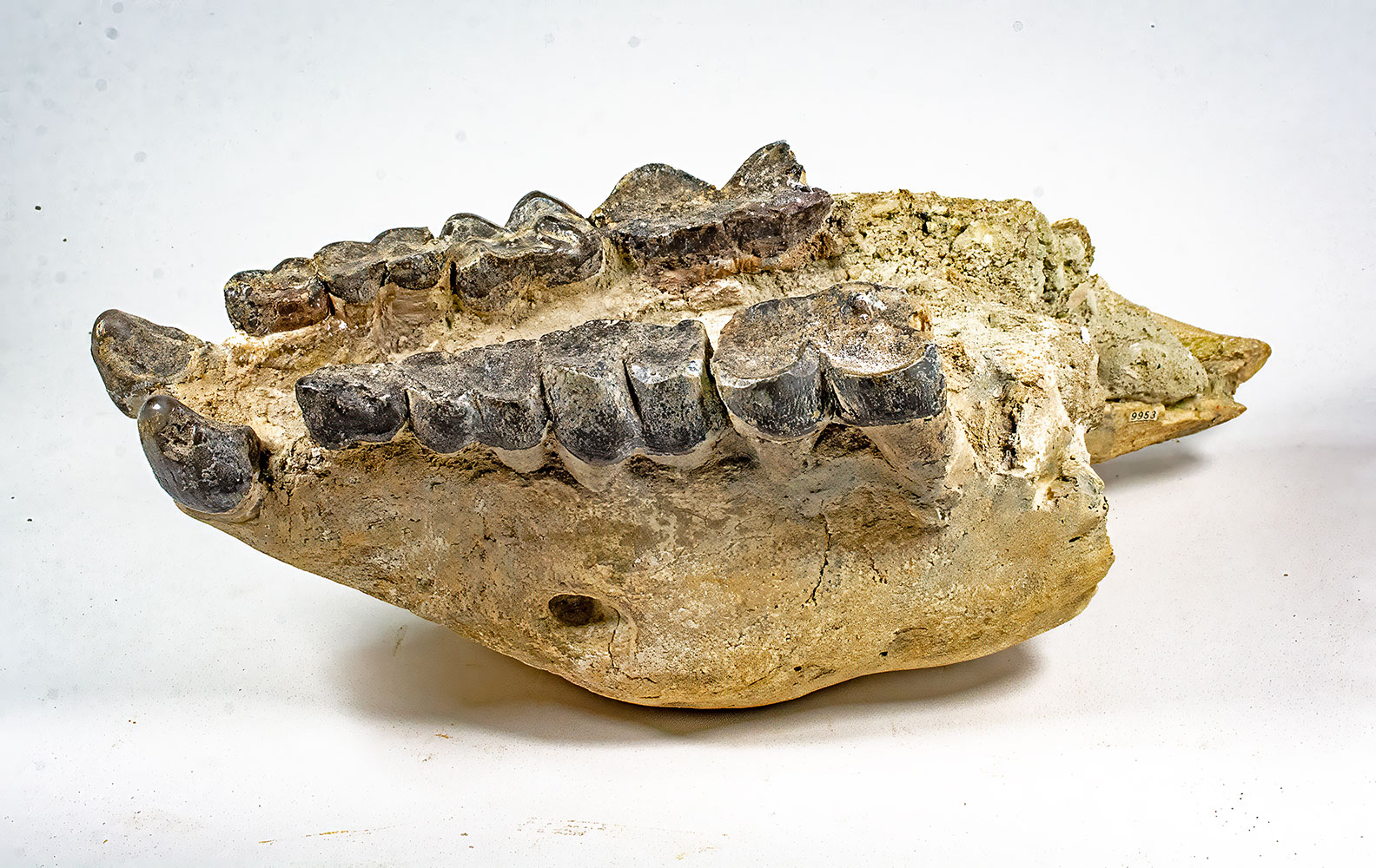 Big Oligocene Rhino - Hyracodon - Image 3