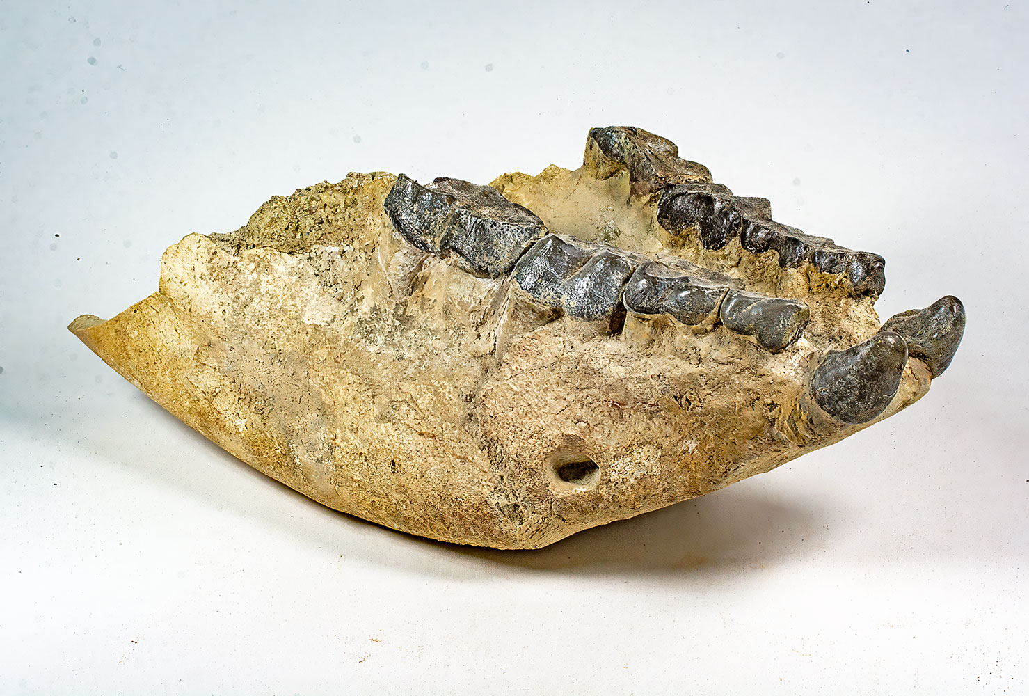 Big Oligocene Rhino - Hyracodon - Image 4