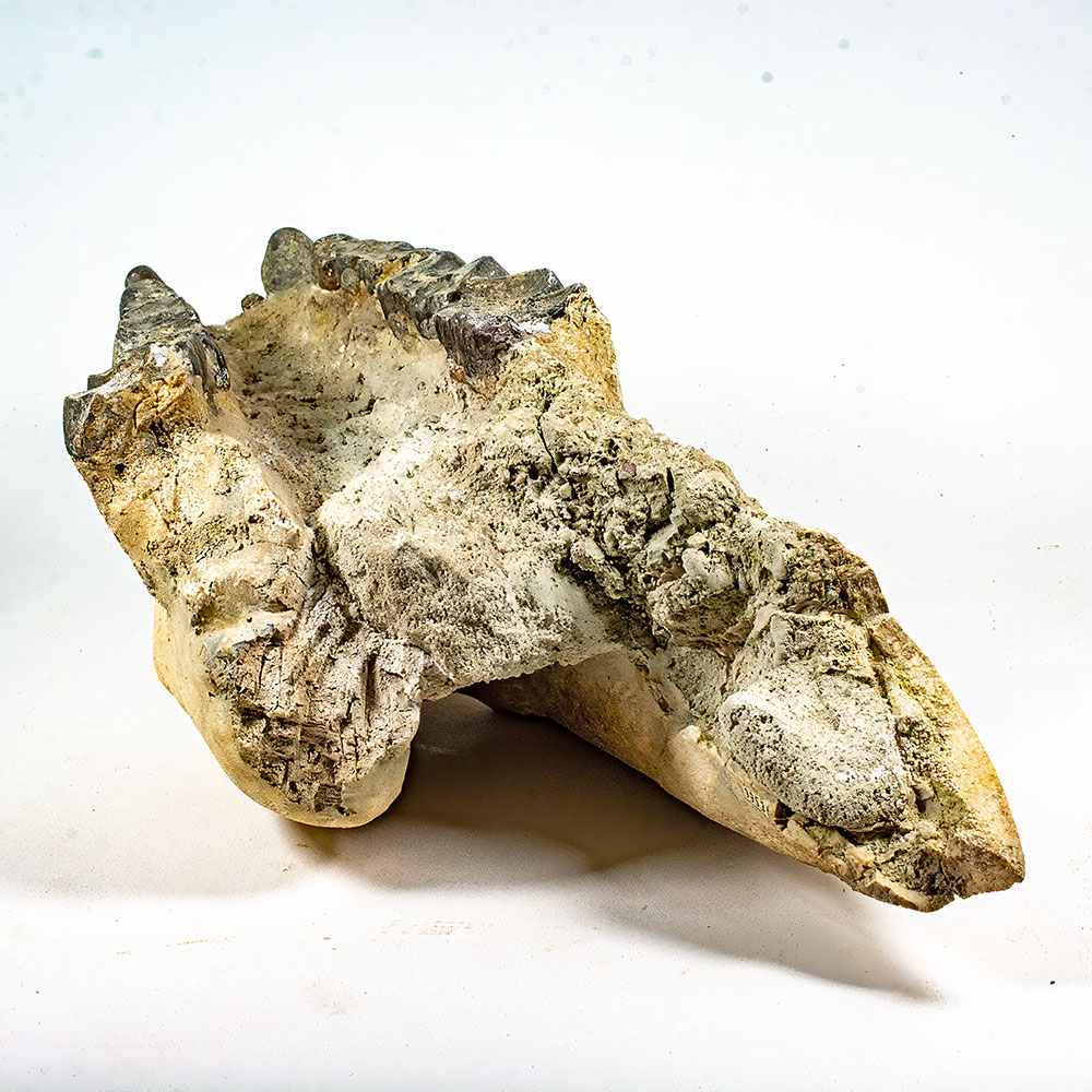 Big Oligocene Rhino - Hyracodon - Image 5