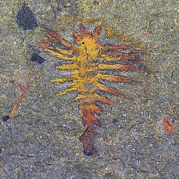 Complete Larval Radiodont (Anomalocarid)