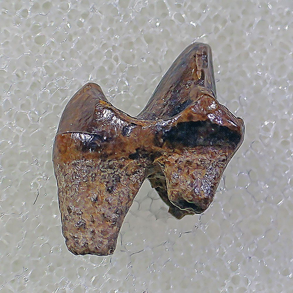 Cretaceous Mammal Tooth - Alphadon