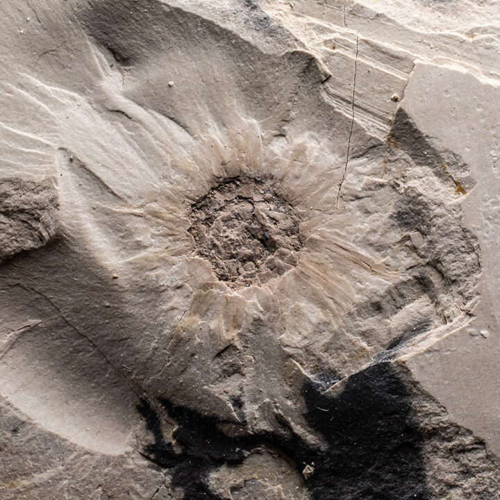 Rare Permian "Flower"