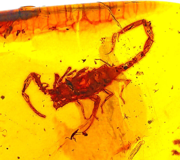 Cretaceous Scorpion in Amber