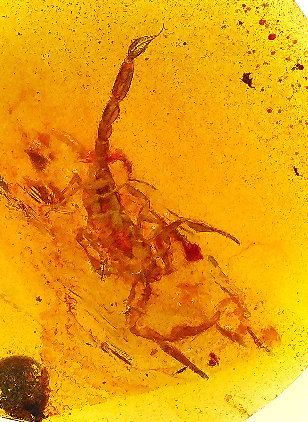 Cretaceous Scorpion in Amber