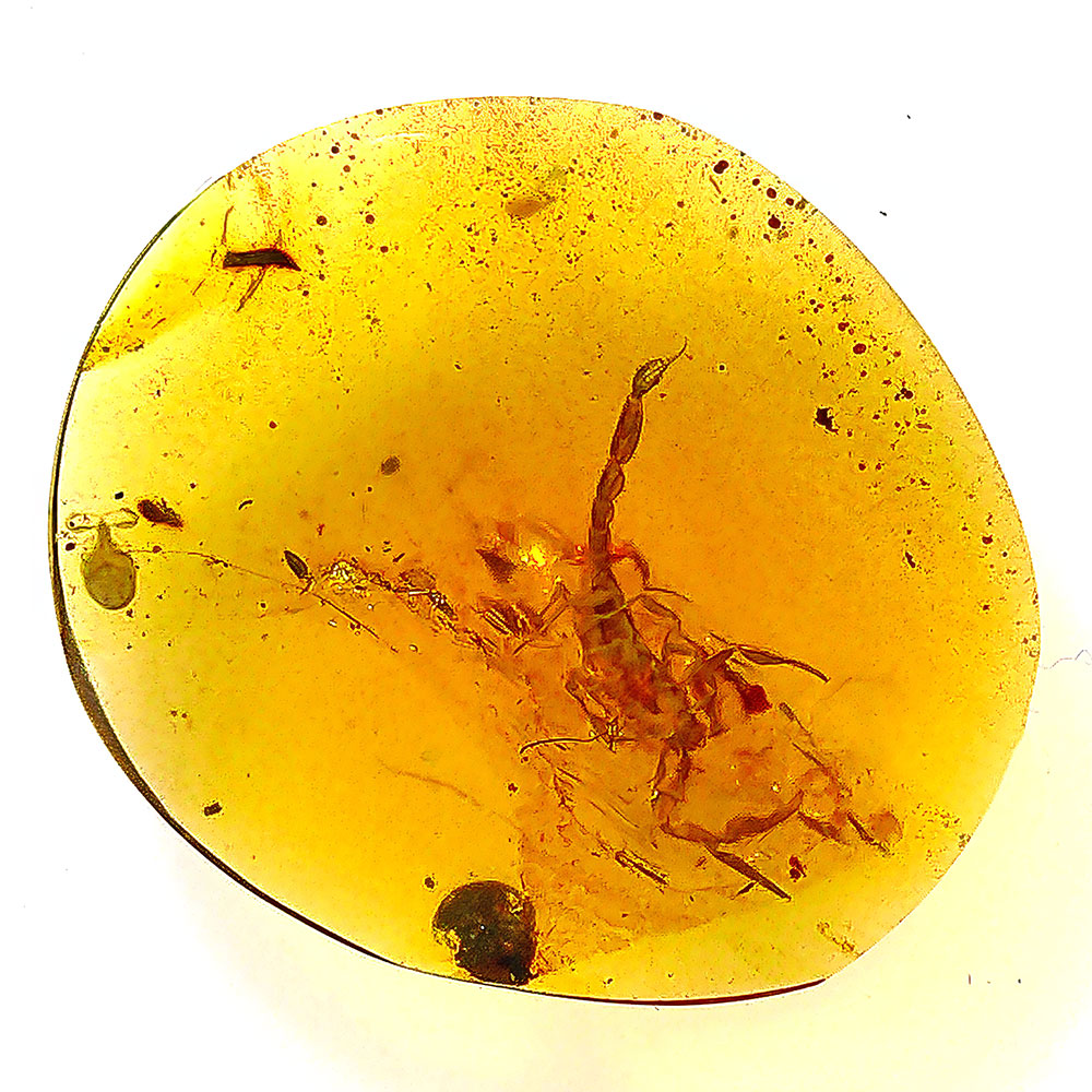 Cretaceous Scorpion in Amber - Image 3