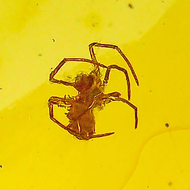 Cretaceous Spider in Amber