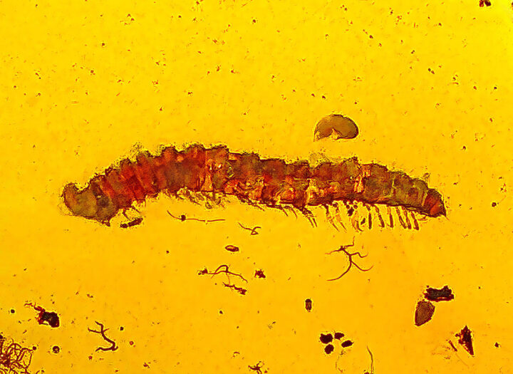 Cretaceous Millipede in Amber