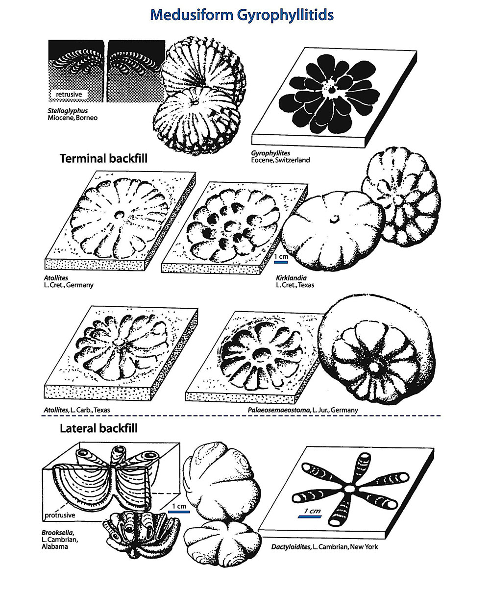 The jellyfish that wasn't - Kirklandia - Image 5