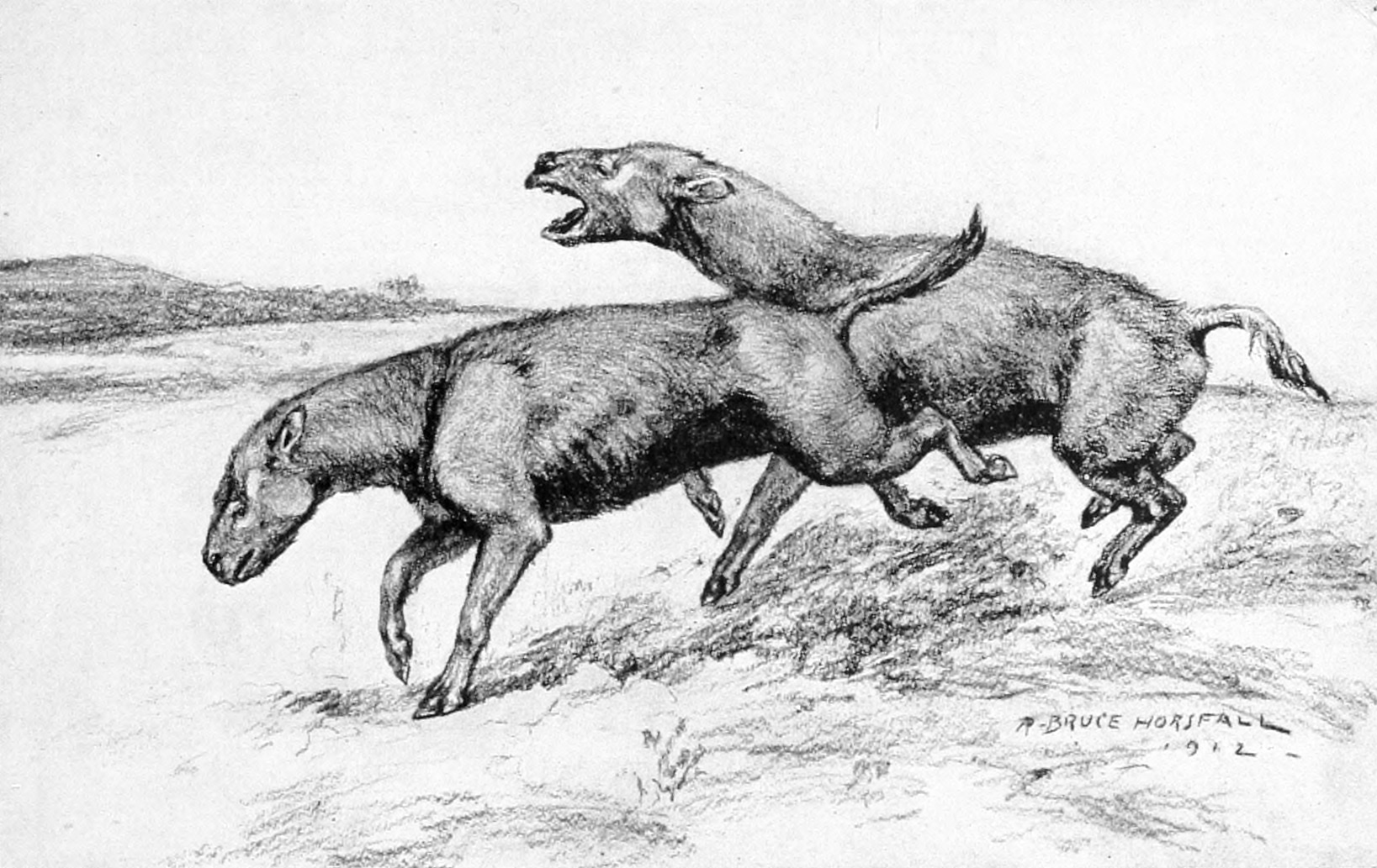 Big Oligocene Rhino - Hyracodon - Image 6