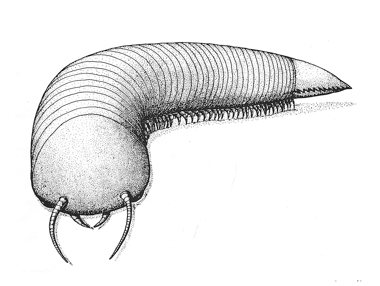 Rare Cambrian Arthropod - Pseudoiulia - Image 4