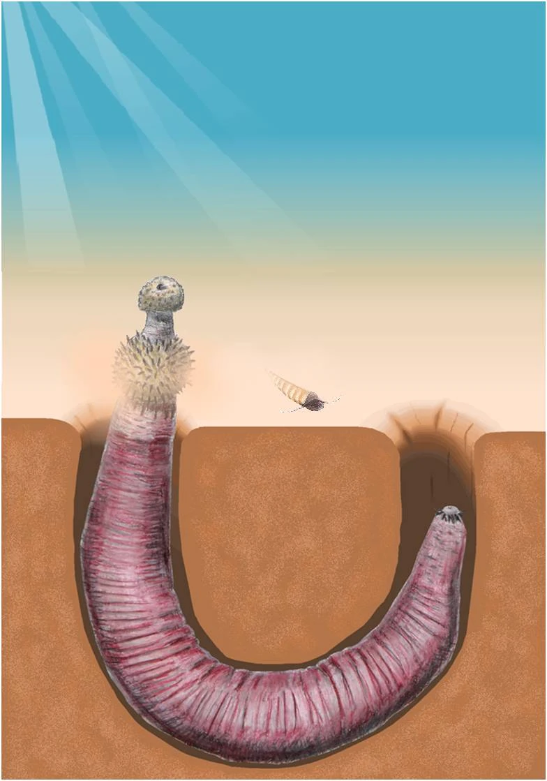 Burgess Shale animal from the USA - Ottoia - Image 4