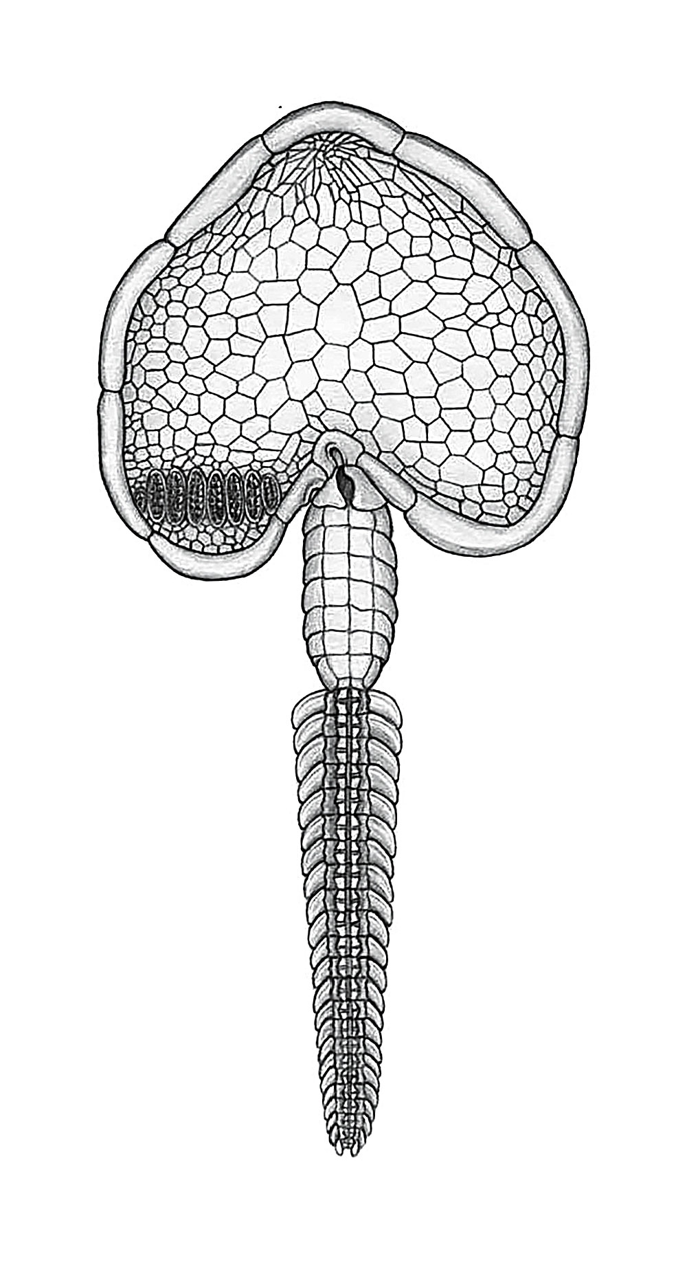 Cambrian Carpoid Multiple - Image 5