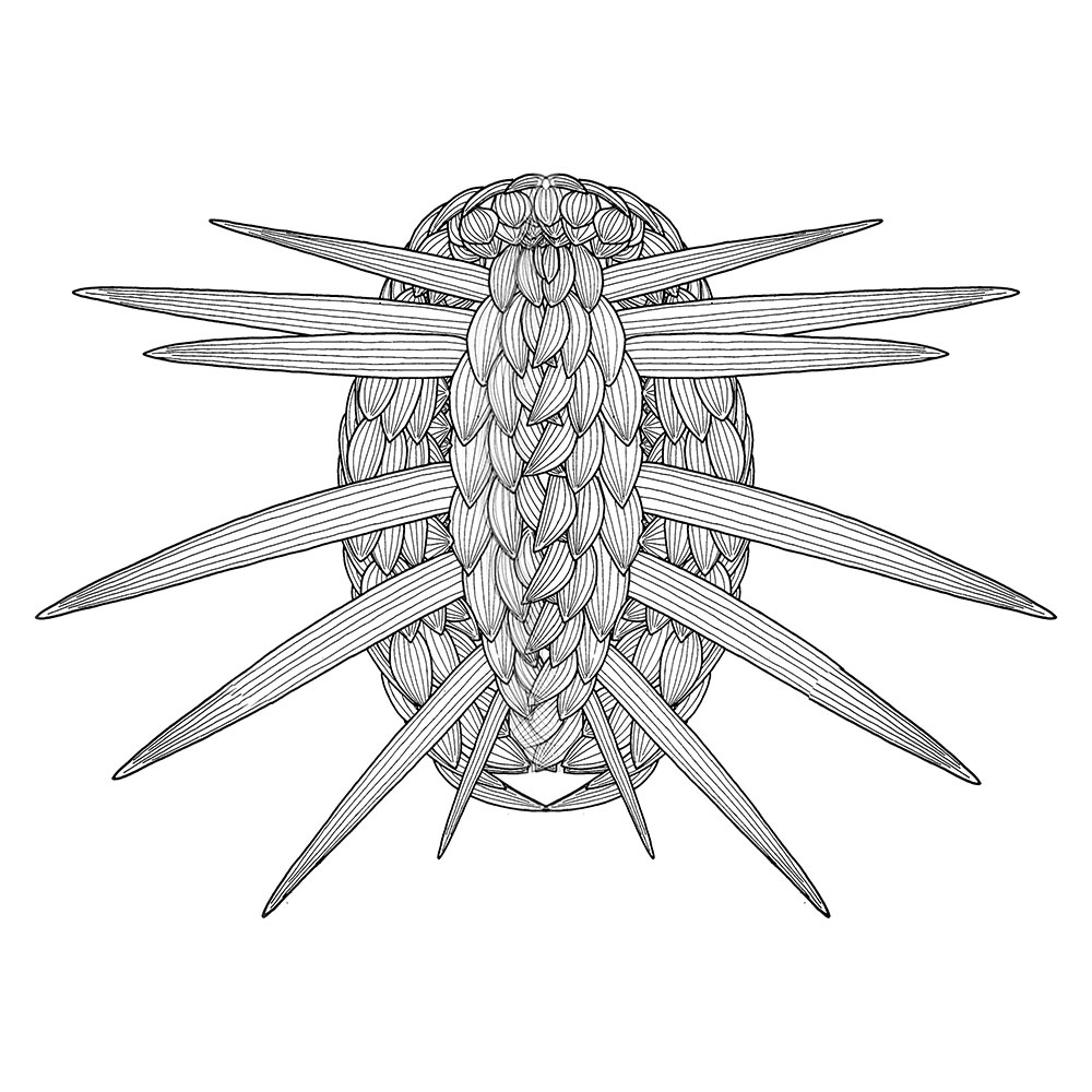 Signature Burgess Shale animal - Wiwaxia - Image 11