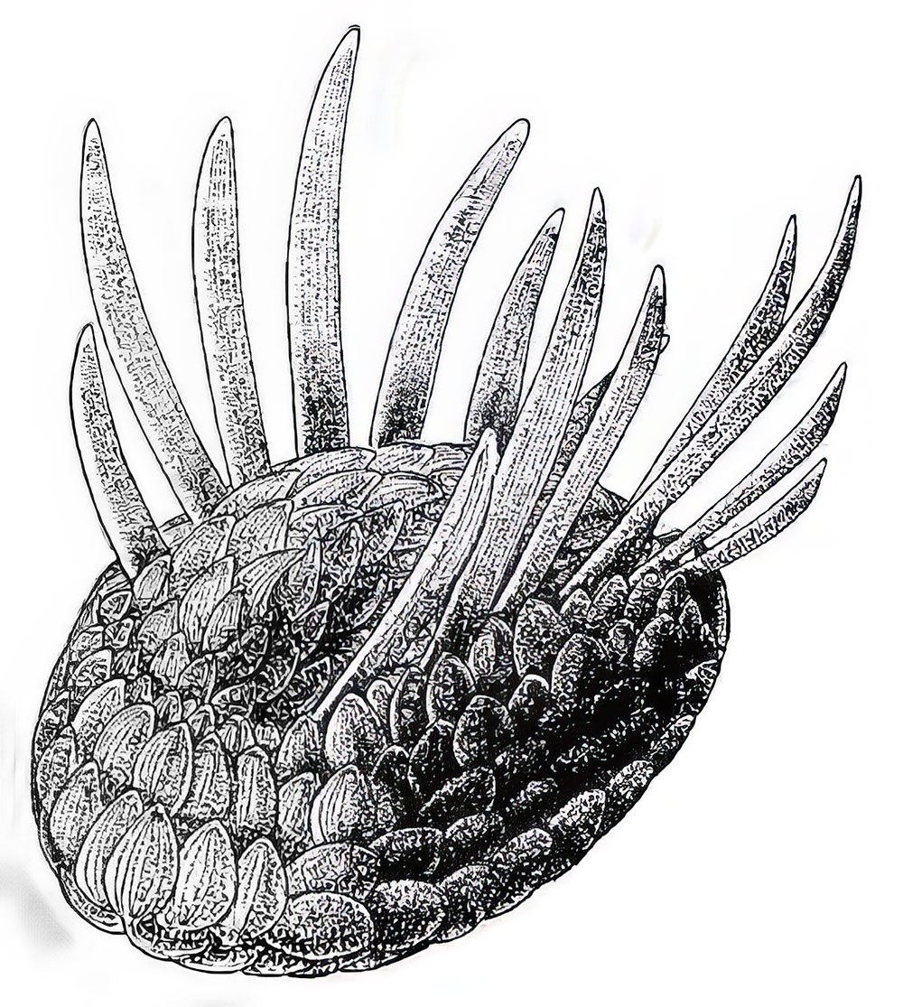 Signature Burgess Shale animal - Wiwaxia - Image 10