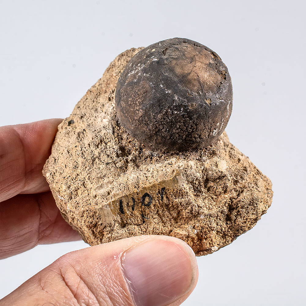 Silicified nut from the Clarno Nut Beds in Oregon - Image 2