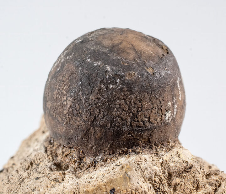Silicified nut from the Clarno Nut Beds in Oregon