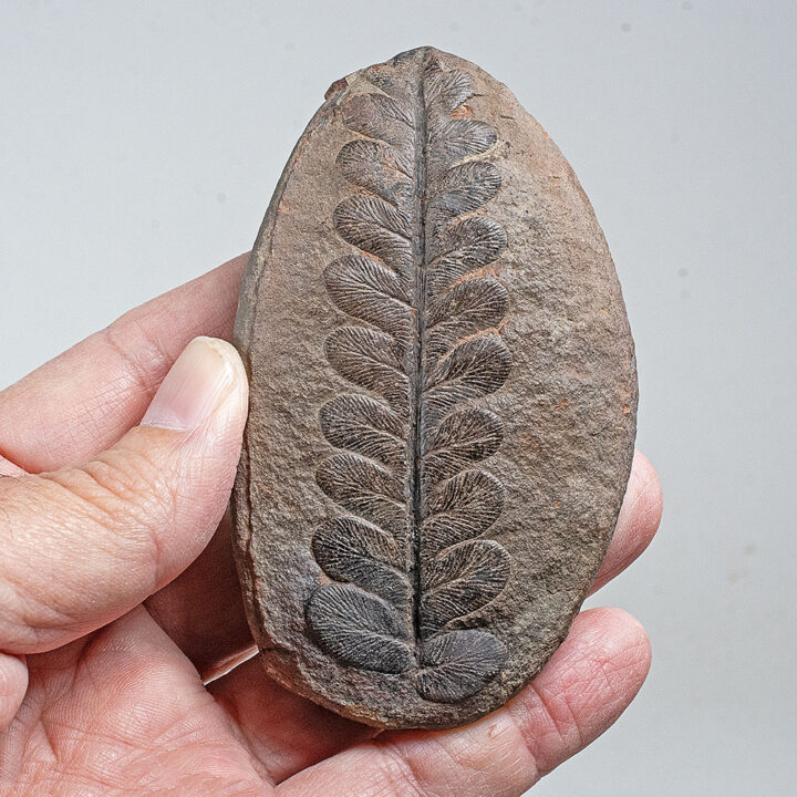 Pretty Fern
