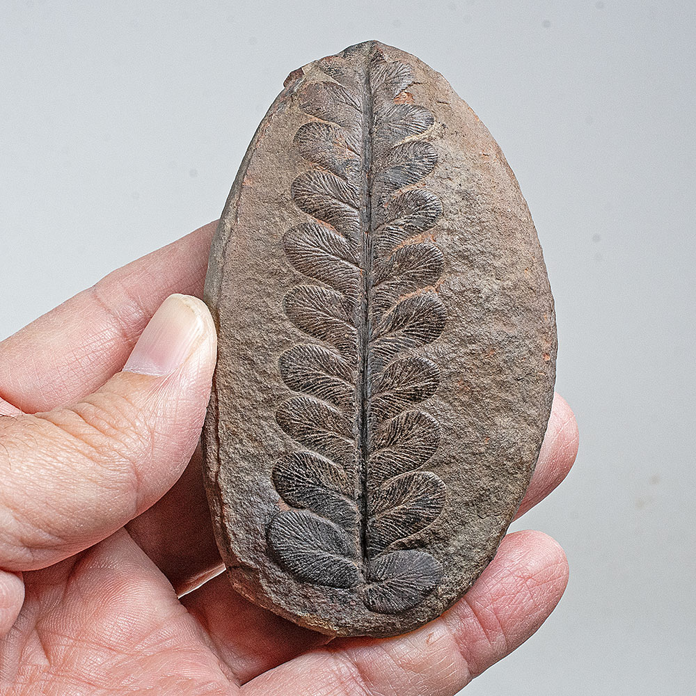 Pretty Fern