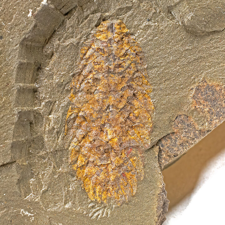 The great machaeridian mystery - Plumulites