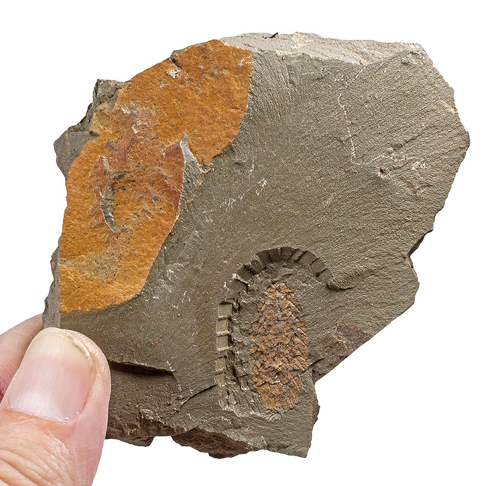 The great machaeridian mystery - Plumulites - Image 2