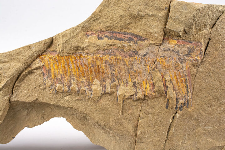 Ordovician anomalocarid - Aegirocassis