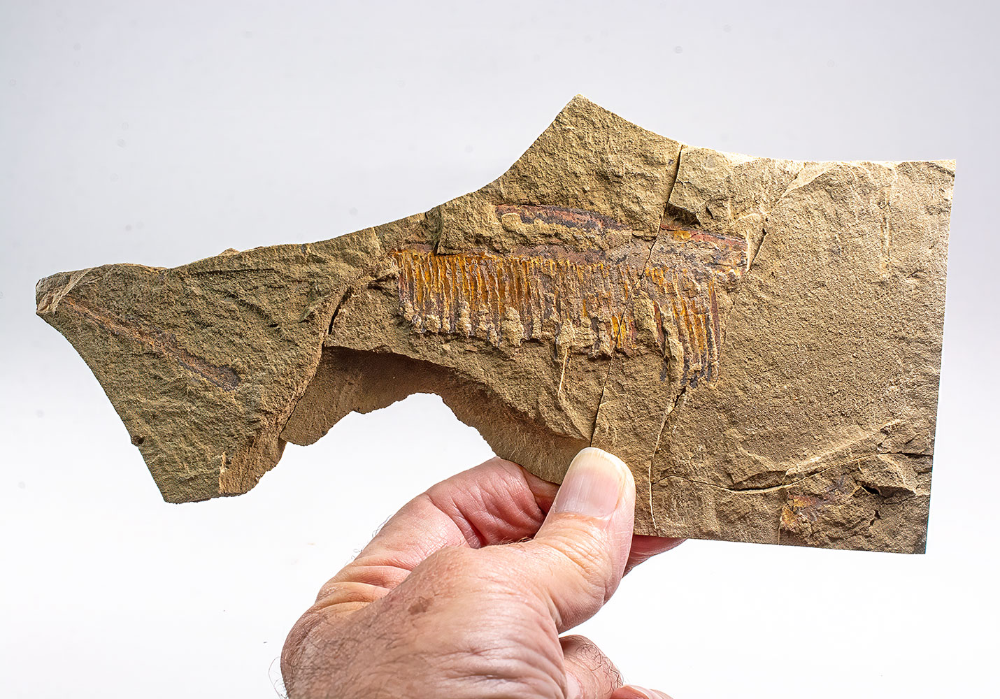 Ordovician anomalocarid - Aegirocassis - Image 2
