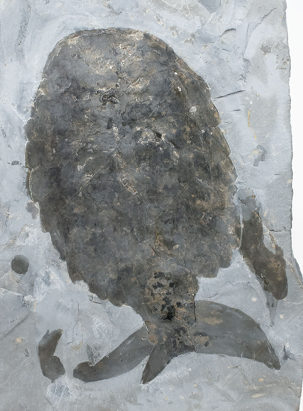 Huge Burgess Shale Arthropod - Sidneyia inexpectans plus more! - Image 10