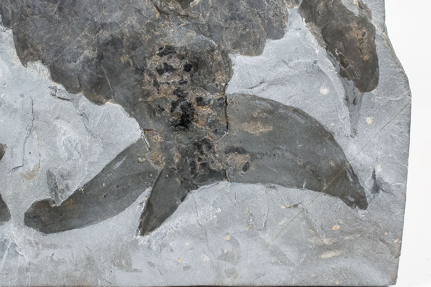 Huge Burgess Shale Arthropod - Sidneyia inexpectans plus more! - Image 8