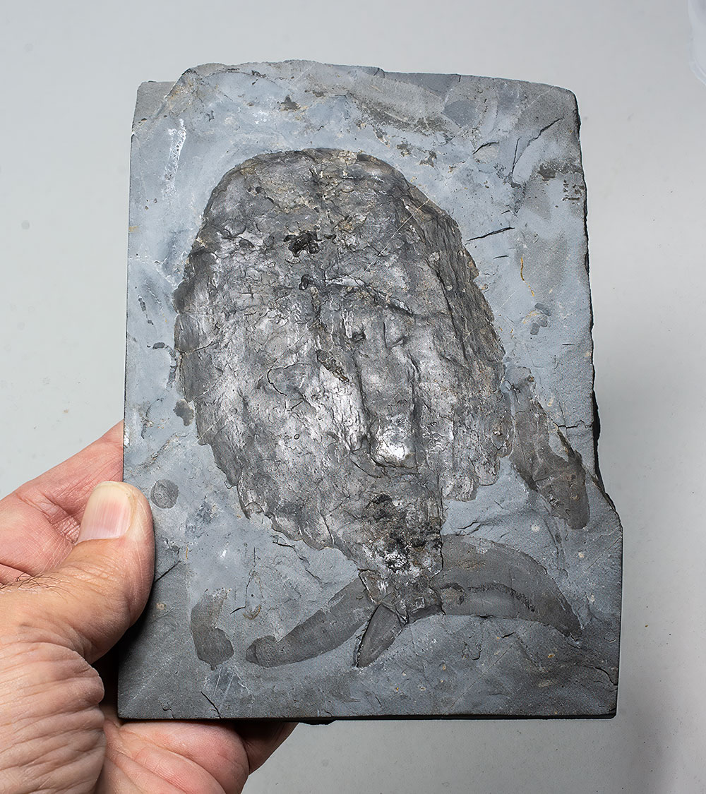 Huge Burgess Shale Arthropod - Sidneyia inexpectans plus more! - Image 5