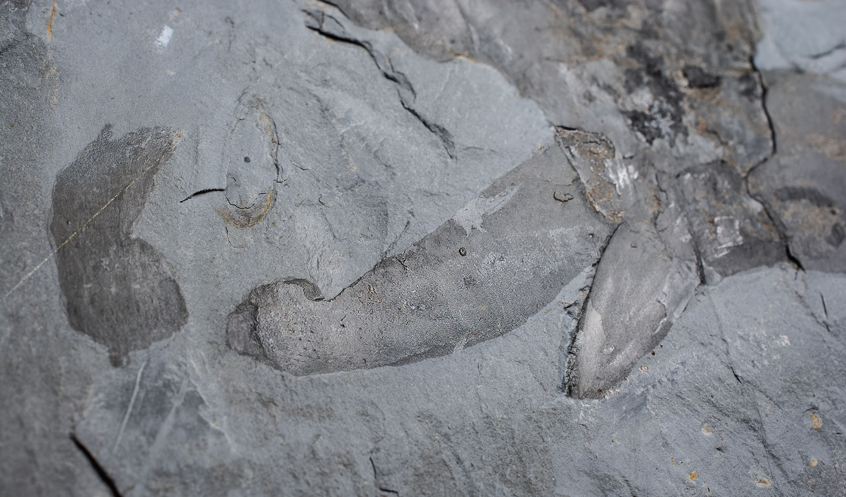 Huge Burgess Shale Arthropod - Sidneyia inexpectans plus more! - Image 12