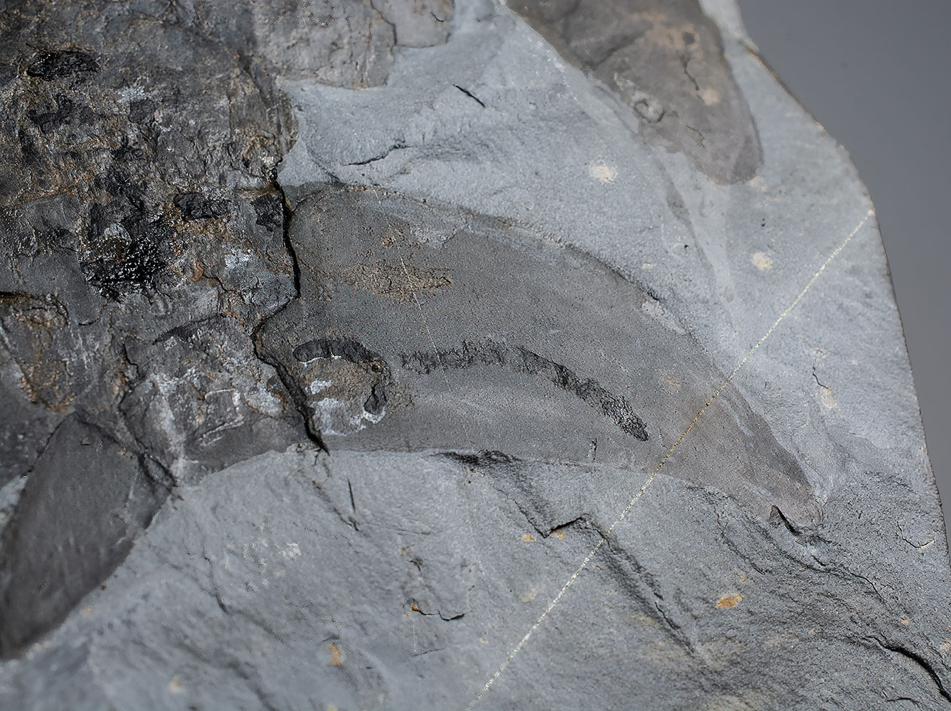 Huge Burgess Shale Arthropod - Sidneyia inexpectans plus more! - Image 9