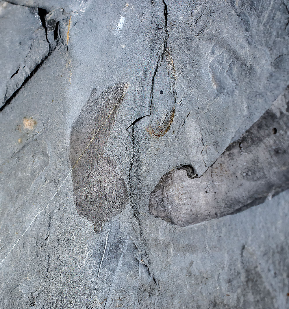 Huge Burgess Shale Arthropod - Sidneyia inexpectans plus more! - Image 6