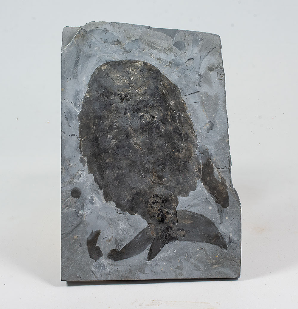 Huge Burgess Shale Arthropod - Sidneyia inexpectans plus more! - Image 3