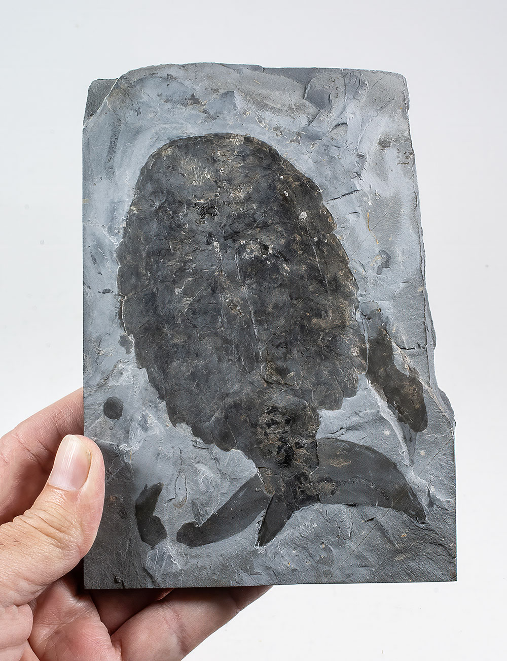Huge Burgess Shale Arthropod - Sidneyia inexpectans plus more! - Image 4