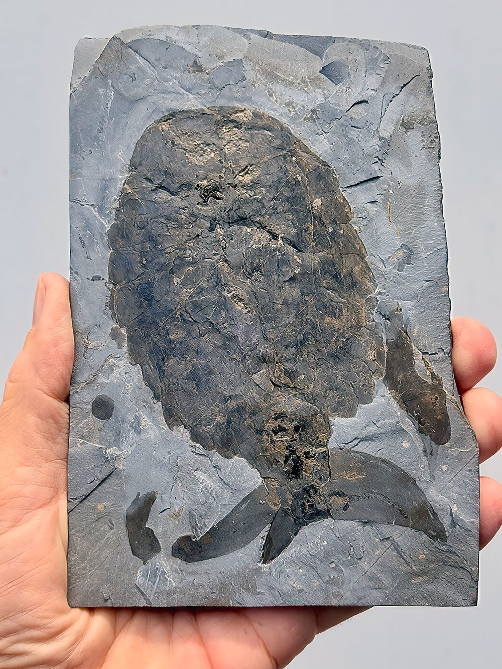 Huge Burgess Shale Arthropod - Sidneyia inexpectans plus more!