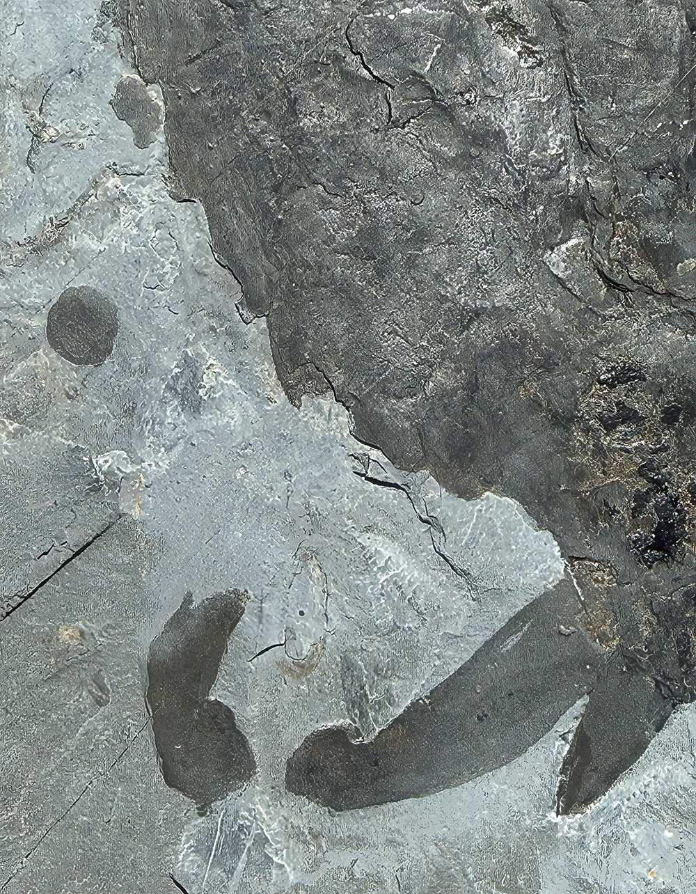 Huge Burgess Shale Arthropod - Sidneyia inexpectans plus more! - Image 11